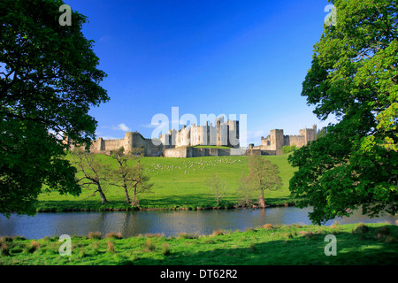 Sommer, Alnwick Castle, das Fluss Aln, Grafschaft Alnwick Stadt, Northumbria, England, UK Stockfoto