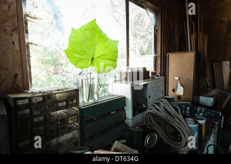 Grünes Blatt im Gerätehaus Stockfoto