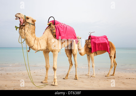 Zwei Dromedare Kamele am Strand in Tunesien Stockfoto