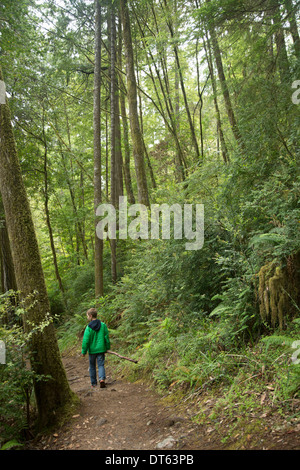 Junge Weg, Redwoods National Park, Kalifornien, USA Stockfoto