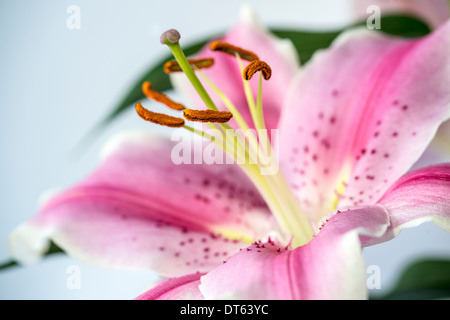 Lilium "Stargazer" (die Stargazer Lilie) ist eine Hybrid-Lilie der orientalischen Gruppe Stockfoto