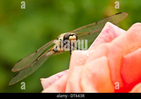Libelle auf der rose