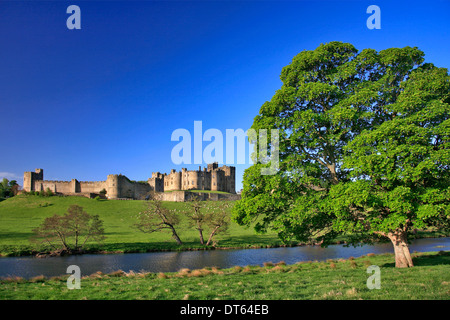 Sommer, Alnwick Castle, das Fluss Aln, Grafschaft Alnwick Stadt, Northumbria, England, UK Stockfoto