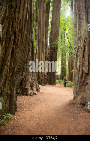 Reifer Mann im Redwoods National Park, Kalifornien, USA Stockfoto