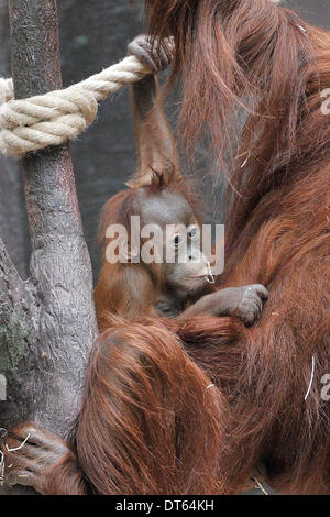 Prag, Tschechische Republik. 9. Februar 2014. Baby Orang-Utan Diri (im Bild mit ihrer Mutter Mawar) feiert seinen ersten Geburtstag im Zoo in Prag, Tschechische Republik, 9. Februar 2014. Bildnachweis: Michal Dolezal/CTK Foto/Alamy Live-Nachrichten Stockfoto