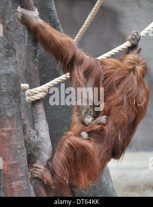 Prag, Tschechische Republik. 9. Februar 2014. Baby Orang-Utan Diri (im Bild mit ihrer Mutter Mawar) feiert seinen ersten Geburtstag im Zoo in Prag, Tschechische Republik, 9. Februar 2014. Bildnachweis: Michal Dolezal/CTK Foto/Alamy Live-Nachrichten Stockfoto