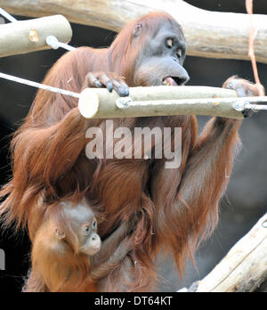 Prag, Tschechische Republik. 9. Februar 2014. Baby Orang-Utan Diri (im Bild mit ihrer Mutter Mawar) feiert seinen ersten Geburtstag im Zoo in Prag, Tschechische Republik, 9. Februar 2014. Bildnachweis: Michal Dolezal/CTK Foto/Alamy Live-Nachrichten Stockfoto