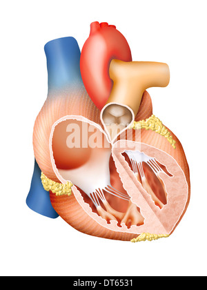 Detaillierte Darstellung eines menschlichen Herzens, Querschnitt. Stockfoto