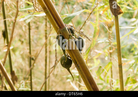 Bangladesch, Südasien, Chittagong Division, Bandarban, seltene Bambus Frucht von Stämmen, in der Regel alle 50 Jahre Blumen hängen. Stockfoto