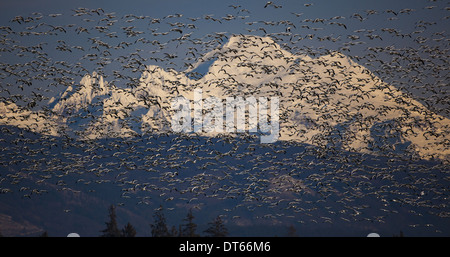 Herde von Schneegänsen im Flug mit Mt. Baker hinter Skagit Valley, Washington, USA Stockfoto