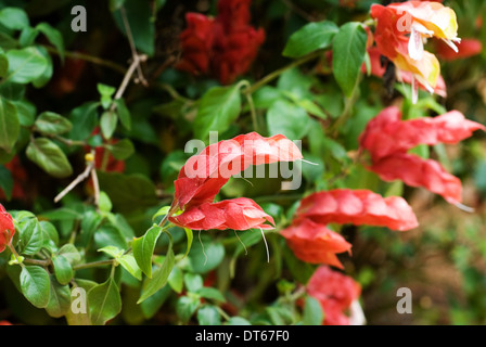 Nahaufnahme einer Garnelen-Pflanze - Justicia Brandegeeana in der Natur. Stockfoto