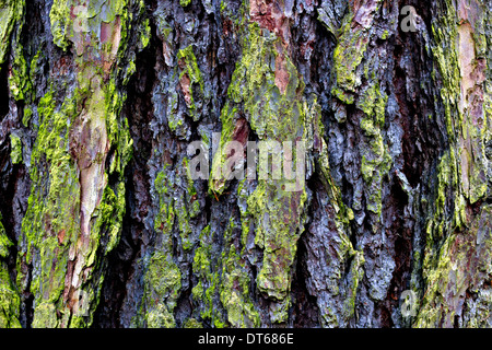 Baumrinde Kiefer (Pinus Sylvestris), Herrenchiemsee, Chiemsee, Oberbayern, Deutschland, Europa Stockfoto