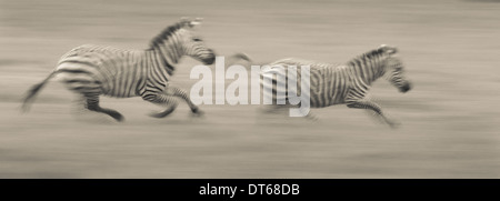 Zwei Ebenen Zebras Rennen über den Boden in Ngorongoro Conservation Area, Tansania Stockfoto