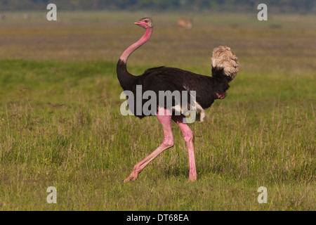 Ein Strauß in der Ngorongoro Conservation Area, Tansania Stockfoto