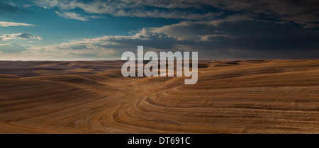 Ackerland Landschaft mit Äckern und Furchen in Palouse, Washington, USA Stockfoto