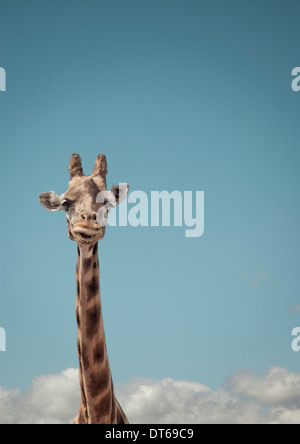 Porträt der Giraffe und blauer Himmel Stockfoto