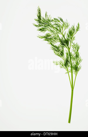 Bio Dill (Kraut) auf weißem Hintergrund Stockfoto