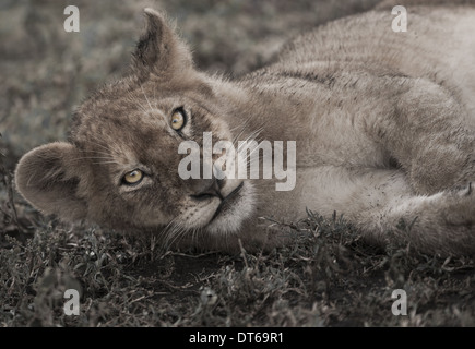 Löwenjunges, liegend auf dem Boden in der Serengeti Nationalpark, Tansania Stockfoto