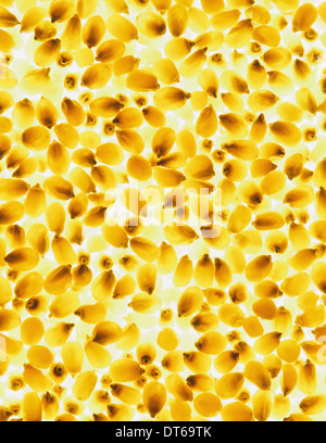 Organische Popcornkerne Stockfoto