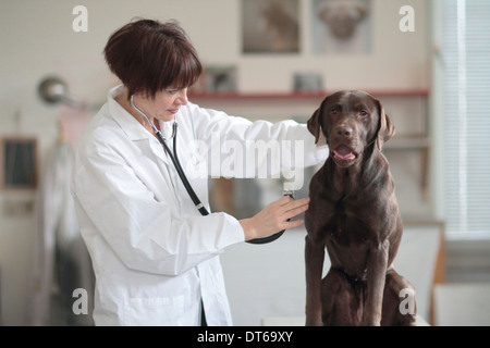 Weibliche Tierarzt untersuchen Hund in Klinik Stockfoto