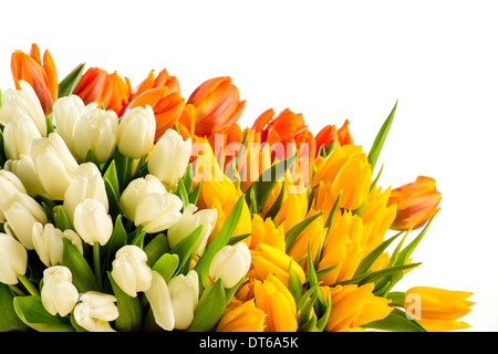 Bunte Tulpen Blumen-Bouquets Frühjahr frische isoliert auf weiss Stockfoto