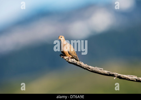 Eine Trauer Taube (Zenaida Macroura) thront auf einem Ast in der Wasatchkette, Utah. Stockfoto