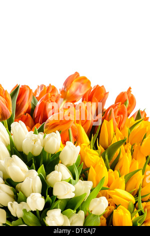 Frühlingssträuße Blumen Bunte Tulpen auf weißem Hintergrund Stockfoto