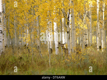 Herbst im Uinta National Forest. Ein Reh in die Espe Bäume. Stockfoto