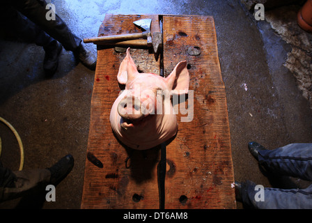 Traditionelle Art und Weise dem Schwein im kleinen Dorf in Lozère Südfrankreich Stockfoto