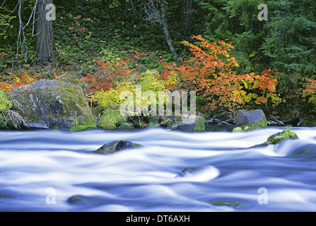 Die North Umpqua River fließt durch den Wald der Rebe Ahornbäume. Stockfoto