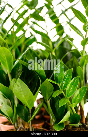 Zamioculcas Zamiifolia Topfpflanze Haus mit grünen Blättern Stockfoto