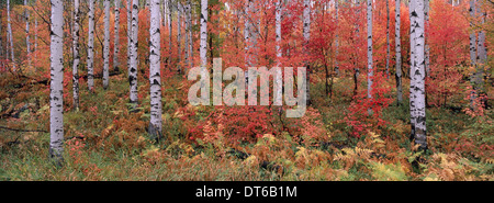 Wasatch Bergwald von Ahorn und Espe Bäume mit Herbstlaub und Laub. Stockfoto