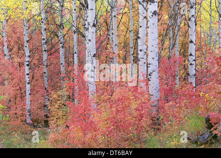 Ein Wald der Espe Bäume in den Wasatch Mountains, mit markanten gelben und roten Herbstlaub. Stockfoto