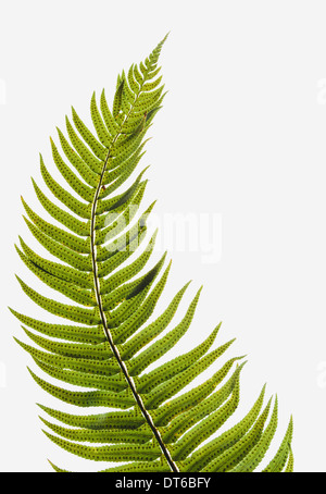 Westlichen Schwert Farn, gleichmäßig ein einzelnes Blatt mit Blättern auf den Stamm. Polystichum Munitum. Stockfoto