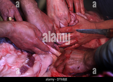 Traditionelle Art und Weise dem Schwein im kleinen Dorf in Lozère Südfrankreich Stockfoto