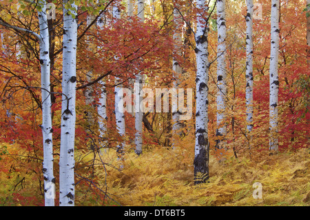 Wald von den Rocky Mountain Ahorn und Beben Aspen Baum in den Wasatch Mountains. Herbstsaison. Stockfoto