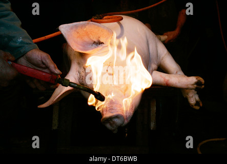 Traditionelle Art und Weise dem Schwein im kleinen Dorf in Lozère Südfrankreich Stockfoto