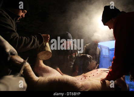 Traditionelle Art und Weise dem Schwein im kleinen Dorf in Lozère Südfrankreich Stockfoto