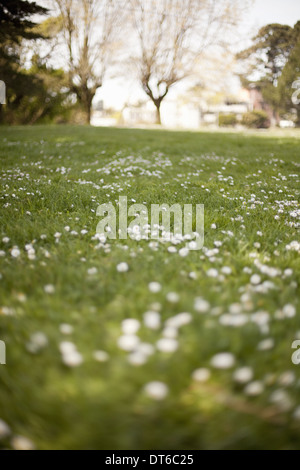 Ein Feld im Frühjahr. Grüner Rasen und weiße Blumen und Bäume in der Ferne. Stockfoto