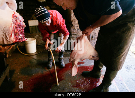 Traditionelle Art und Weise dem Schwein im kleinen Dorf in Lozère Südfrankreich Stockfoto