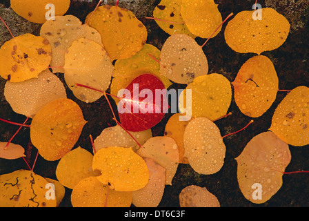 Herbstliche Espe Blätter. Brown lässt auf schwarzen Felsen, mit einem lebhaften roten Blatt in der Mitte heraus verbreitet. Stockfoto