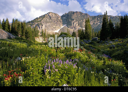 Landschaft von Little Cottonwood Canyon Devil Burg Berggipfel in den Wasatch-Gebirge. Wildblumen in hohe Gräser. Stockfoto