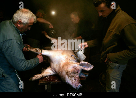 Traditionelle Art und Weise dem Schwein im kleinen Dorf in Lozère Südfrankreich Stockfoto