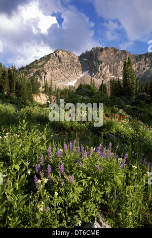 Landschaft von Little Cottonwood Canyon Devil Burg Berggipfel in den Wasatch-Gebirge. Wildblumen in hohe Gräser. Stockfoto