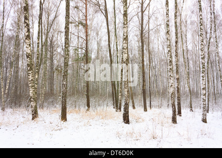 Woods Forest Birkenhain im Winter. Russischen Natur Stockfoto