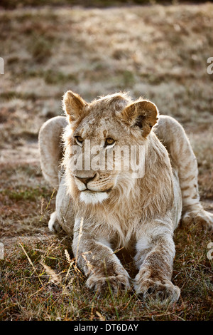 Alert Löwin, Masai Mara, Narok, Kenia, Afrika Stockfoto