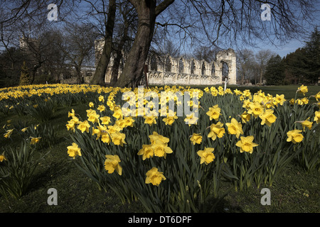 Narzissen und die Ruinen von Str. Marys Abbey Museum Gärten, York, North Yorkshire, UK Stockfoto