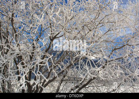 Baum bedeckt mit Schnee in der Nähe von Celerina (Schweiz), HDR-Technik Stockfoto