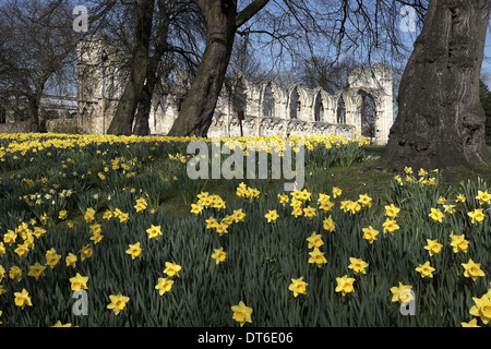 Narzissen und die Ruinen von Str. Marys Abbey Museum Gärten, York, North Yorkshire, UK Stockfoto