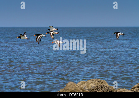 Eurasischen Austernfischer / gemeinsame Pied Austernfischer (Haematopus Ostralegus) Herde fliegen über dem Wasser entlang der Nordseeküste Stockfoto